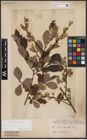 Foto von Salix aurita L.